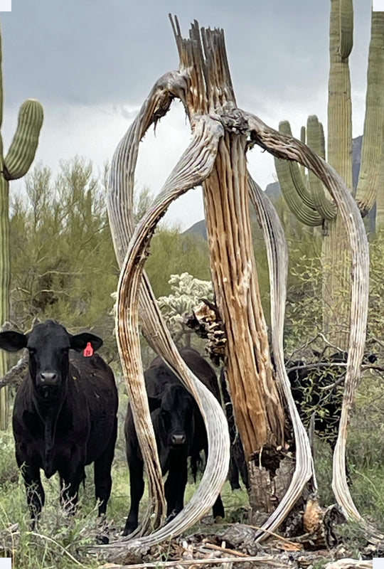 Guardians of the Saguaro